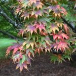 Westonbirt