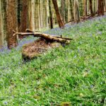 Woodland Walk