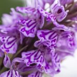 Wild Flowers