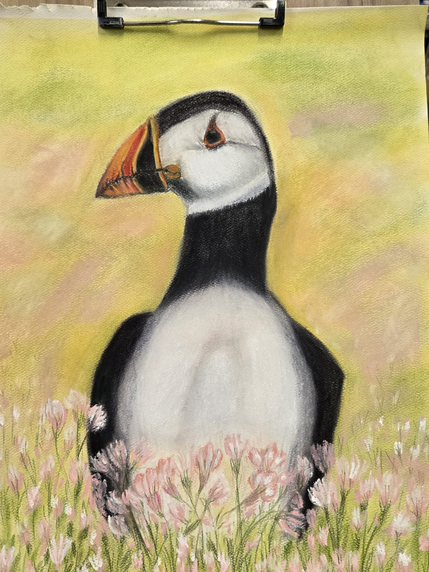 Puffin in Pastels