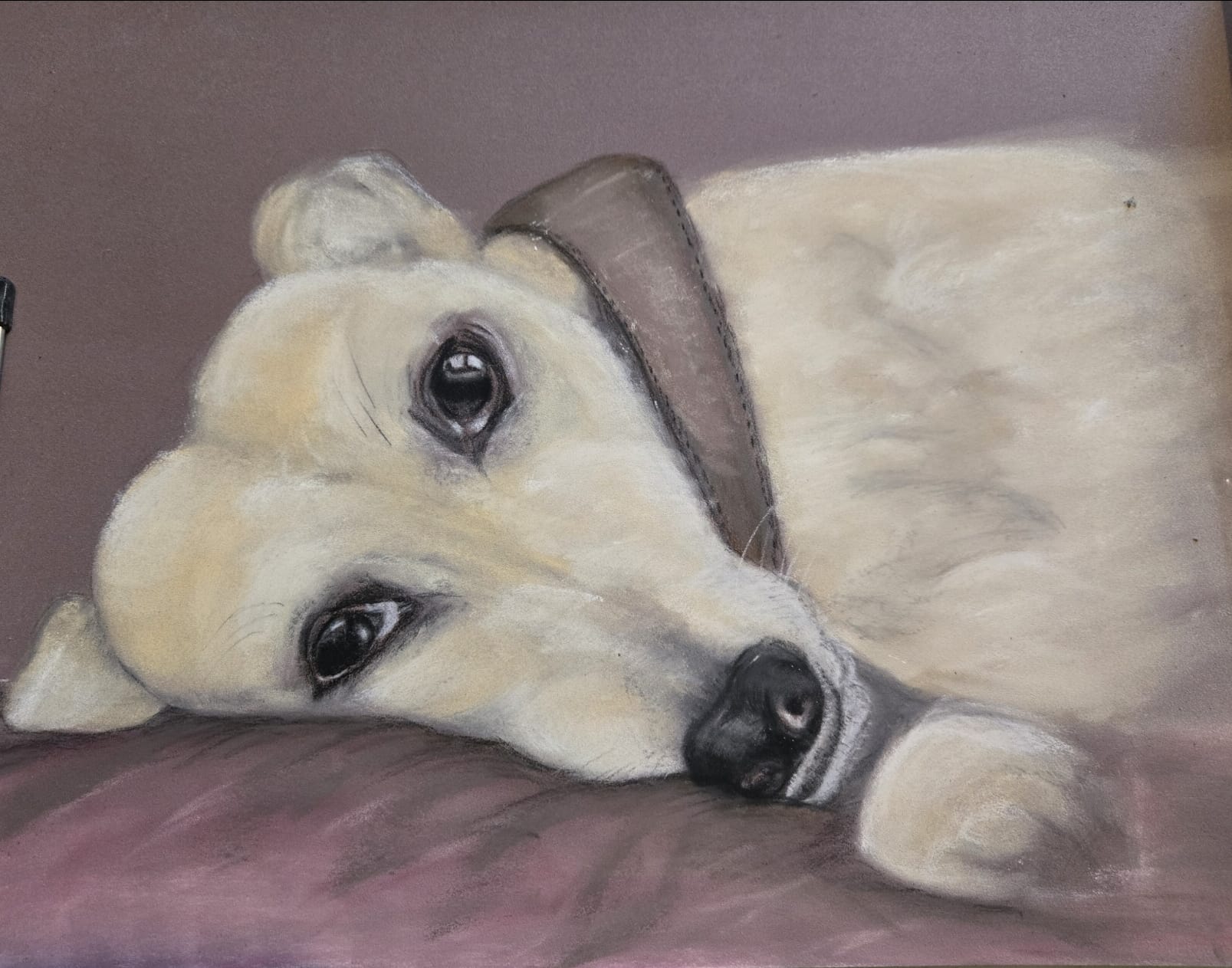Fly - Saluki crossSoft pastels/pastel pencils