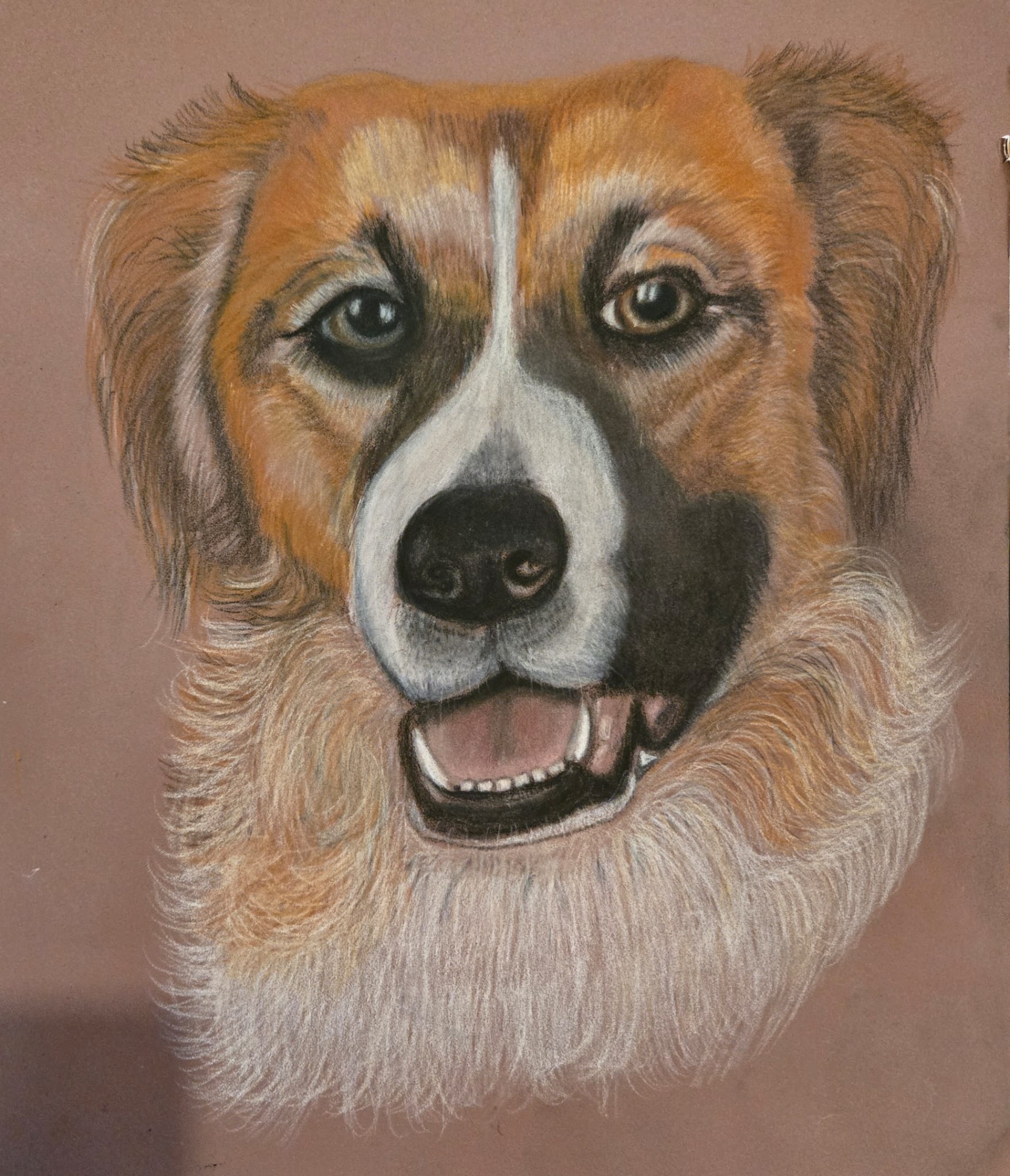Harley - Welsh Collie crossSoft pastels/pastel pencils